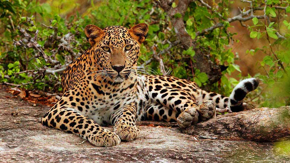  Yala National Park